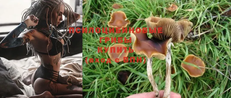 где купить наркотик  Будённовск  Псилоцибиновые грибы Psilocybine cubensis 